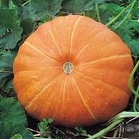 Pumpkin Seed Extract/Cucurbita pepo